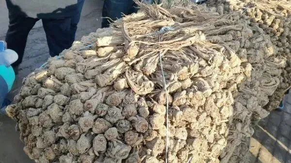 2026年3月28日岷县中药材市场快讯(黄芪上货量有所减少,交易有所放缓)