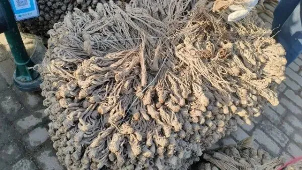 2026年3月28日岷县中药材市场快讯(黄芪上货量有所减少,交易有所放缓)