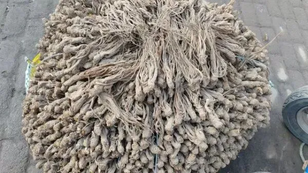 2026年3月28日岷县中药材市场快讯(黄芪上货量有所减少,交易有所放缓)