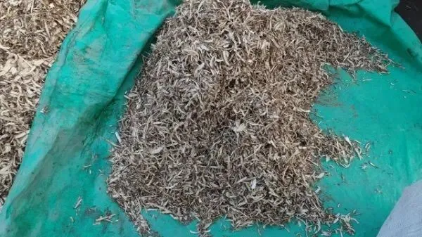 2026年3月28日岷县中药材市场快讯(黄芪上货量有所减少,交易有所放缓)