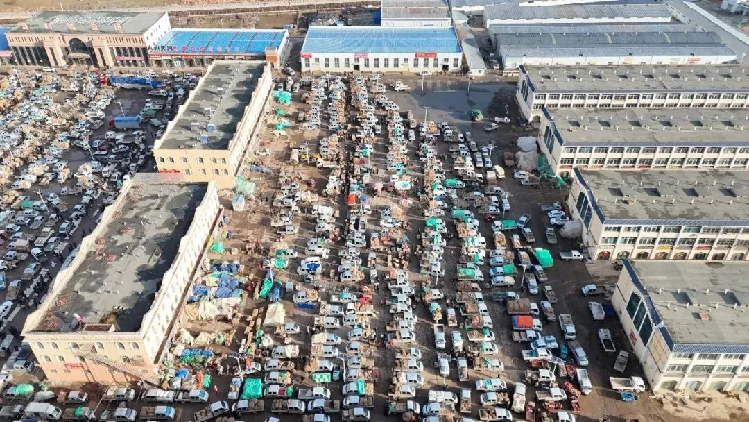 2026年3月28日岷县中药材市场快讯(黄芪上货量有所减少,交易有所放缓)