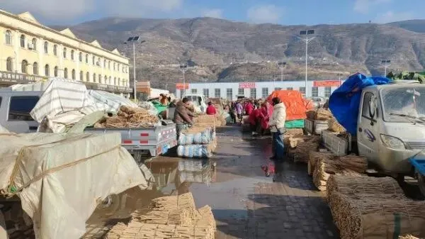 2026年3月28日岷县中药材市场快讯(黄芪上货量有所减少,交易有所放缓)