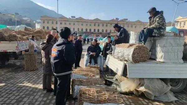 2026年3月28日岷县中药材市场快讯(黄芪上货量有所减少,交易有所放缓)