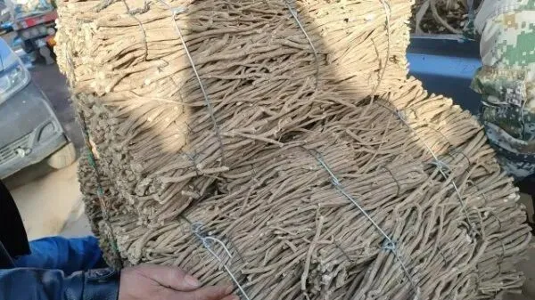 2026年3月28日岷县中药材市场快讯(黄芪上货量有所减少,交易有所放缓)