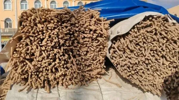 2026年3月28日岷县中药材市场快讯(黄芪上货量有所减少,交易有所放缓)