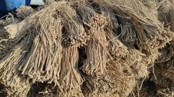 2026年3月28日岷县中药材市场快讯(黄芪上货量有所减少,交易有所放缓)