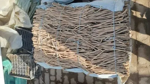 2026年3月28日岷县中药材市场快讯(黄芪上货量有所减少,交易有所放缓)