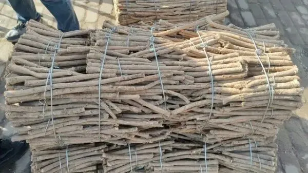 2026年3月28日岷县中药材市场快讯(黄芪上货量有所减少,交易有所放缓)