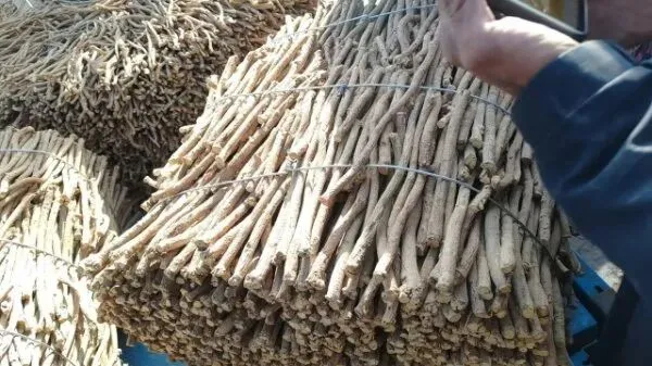 2026年3月28日岷县中药材市场快讯(黄芪上货量有所减少,交易有所放缓)