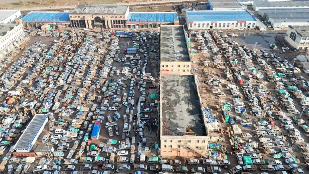 2026年3月28日岷县中药材市场快讯(黄芪上货量有所减少,交易有所放缓)