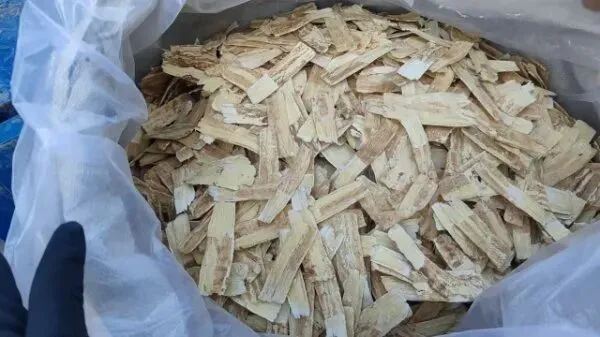 2026年3月28日岷县中药材市场快讯(黄芪上货量有所减少,交易有所放缓)