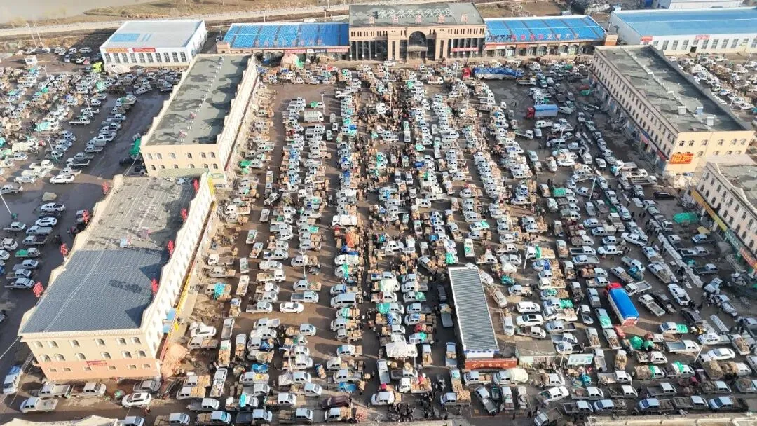 2026年3月28日岷县中药材市场快讯(黄芪上货量有所减少,交易有所放缓)