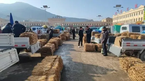 2026年3月28日岷县中药材市场快讯(黄芪上货量有所减少,交易有所放缓)