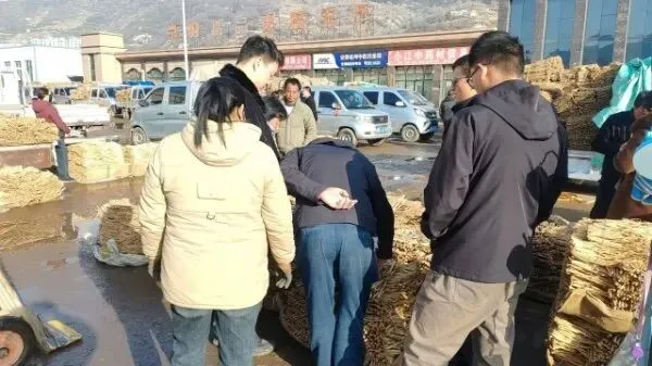 2026年3月28日岷县中药材市场快讯(黄芪上货量有所减少,交易有所放缓)