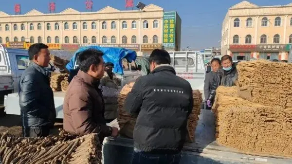 2026年3月28日岷县中药材市场快讯(黄芪上货量有所减少,交易有所放缓)