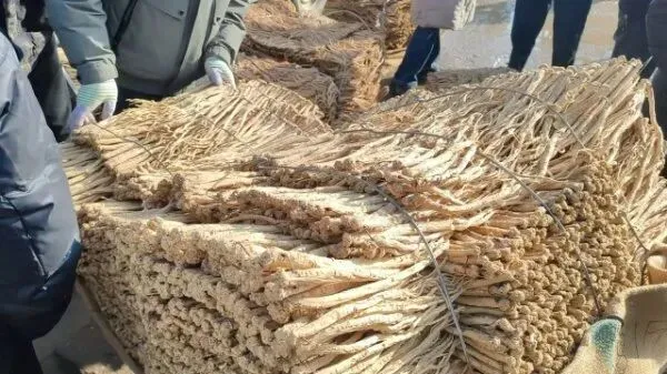 2026年3月28日岷县中药材市场快讯(黄芪上货量有所减少,交易有所放缓)