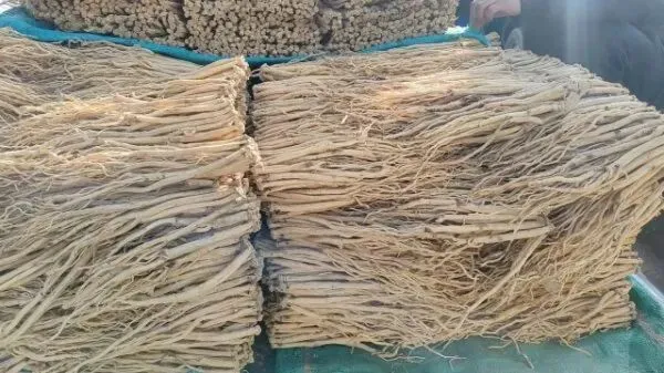 2026年3月28日岷县中药材市场快讯(黄芪上货量有所减少,交易有所放缓)