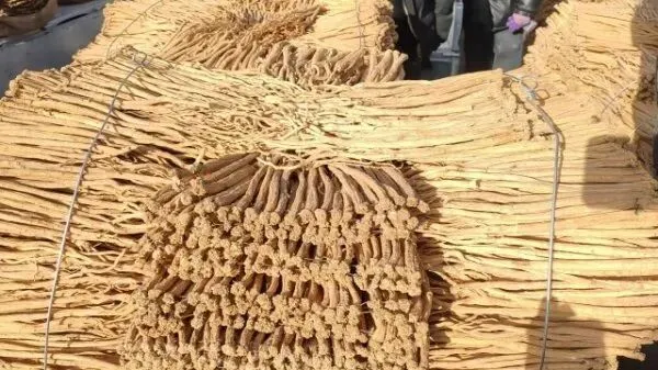 2026年3月28日岷县中药材市场快讯(黄芪上货量有所减少,交易有所放缓)