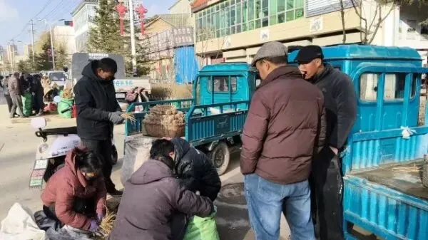 2026年3月28日岷县中药材市场快讯(黄芪上货量有所减少,交易有所放缓)