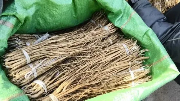 2026年3月28日岷县中药材市场快讯(黄芪上货量有所减少,交易有所放缓)