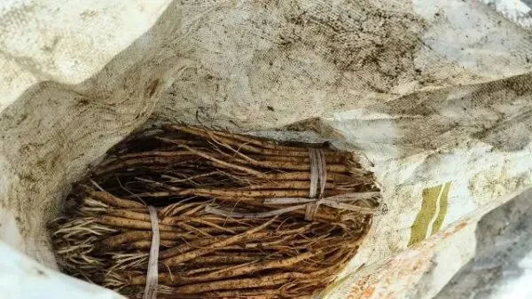 2026年3月28日岷县中药材市场快讯(黄芪上货量有所减少,交易有所放缓)