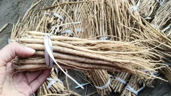 2026年3月28日岷县中药材市场快讯(黄芪上货量有所减少,交易有所放缓)