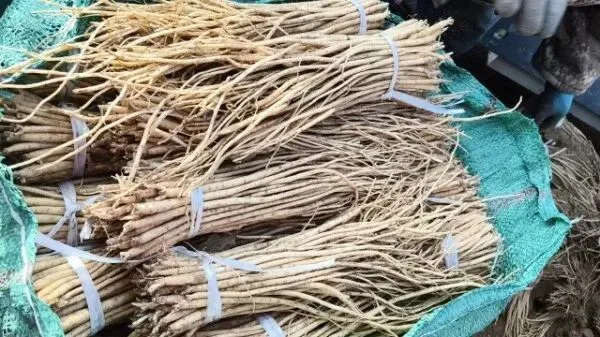 2026年3月28日岷县中药材市场快讯(黄芪上货量有所减少,交易有所放缓)