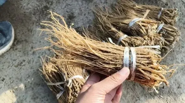 2026年3月28日岷县中药材市场快讯(黄芪上货量有所减少,交易有所放缓)