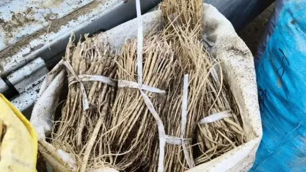 2026年3月28日岷县中药材市场快讯(黄芪上货量有所减少,交易有所放缓)