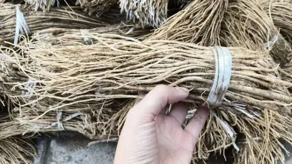 2026年3月28日岷县中药材市场快讯(黄芪上货量有所减少,交易有所放缓)