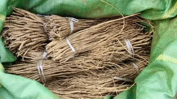 2026年3月28日岷县中药材市场快讯(黄芪上货量有所减少,交易有所放缓)