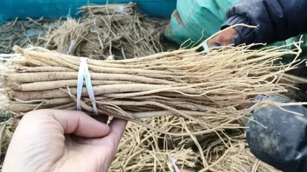 2026年3月28日岷县中药材市场快讯(黄芪上货量有所减少,交易有所放缓)