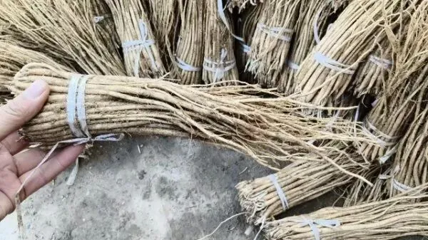 2026年3月28日岷县中药材市场快讯(黄芪上货量有所减少,交易有所放缓)