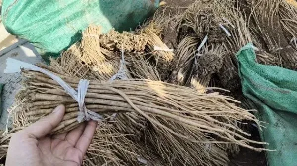 2026年3月28日岷县中药材市场快讯(黄芪上货量有所减少,交易有所放缓)