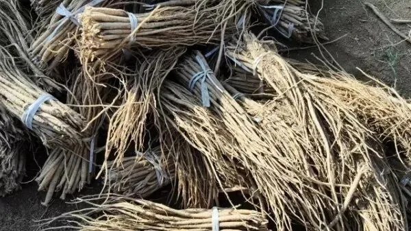 2026年3月28日岷县中药材市场快讯(黄芪上货量有所减少,交易有所放缓)