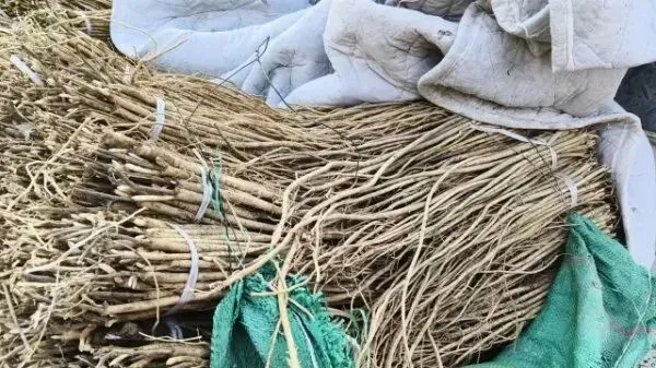 2026年3月28日岷县中药材市场快讯(黄芪上货量有所减少,交易有所放缓)