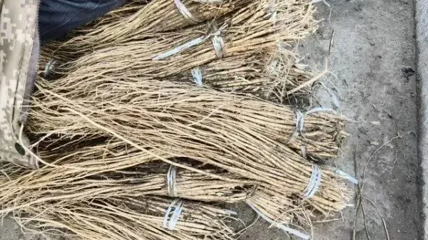 2026年3月28日岷县中药材市场快讯(黄芪上货量有所减少,交易有所放缓)