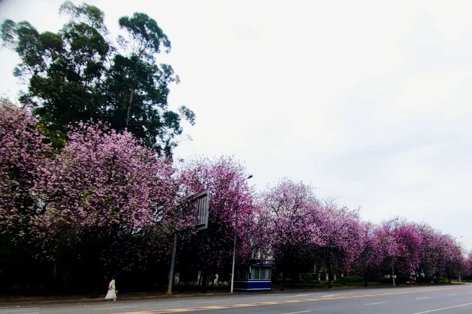 营销号都在说张水华跑柳州马拉松,柳州没有相关宣传是“柳州不会接住这泼天富贵”,你觉得柳州需要吗?