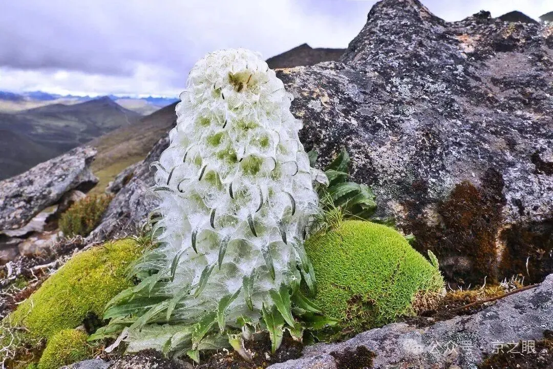 单品销售破12亿、复购70%,高端口服抗衰品牌被曝“劣迹斑斑”丨一周鲜事