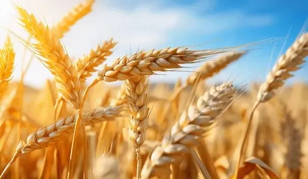 行情 | 9月23日小麦市场稳中偏强运行,阶段性回暖可期