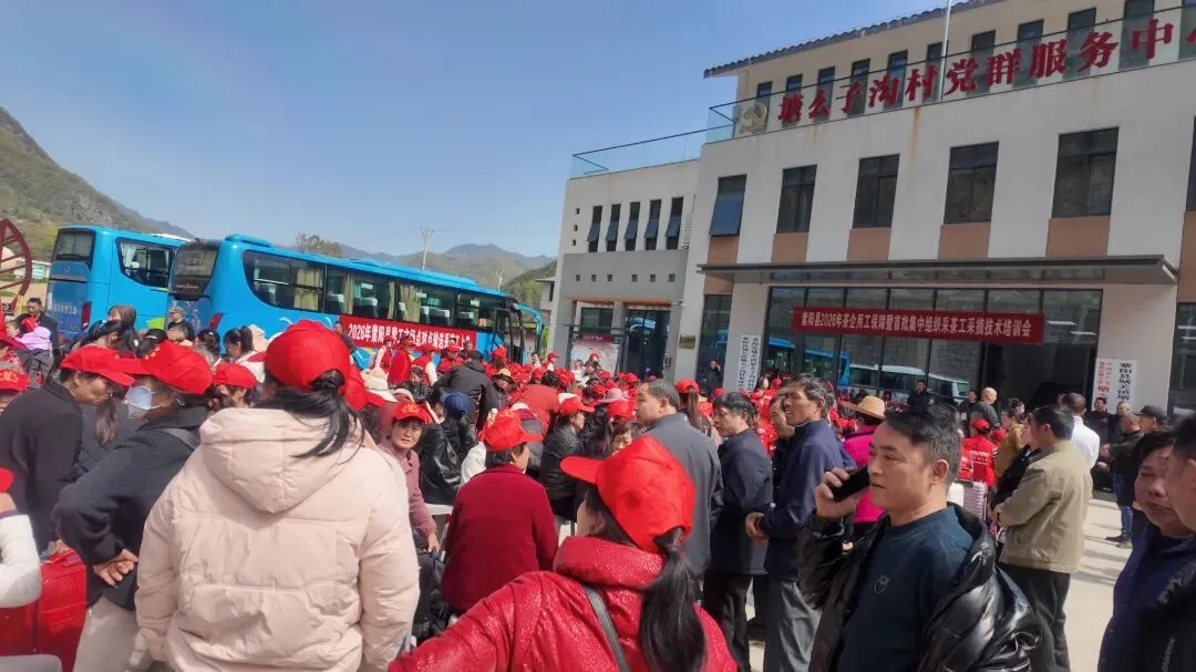 紫阳零工市场再发力!第二批300余名采茶工“火力支援”到位,全力护航春茶生产