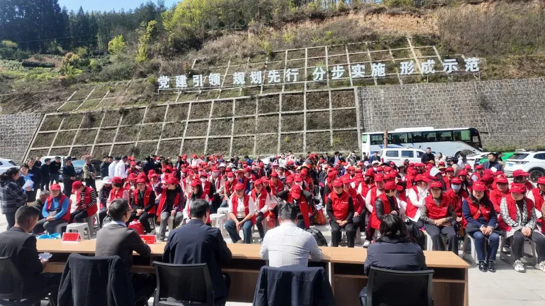 紫阳零工市场再发力!第二批300余名采茶工“火力支援”到位,全力护航春茶生产