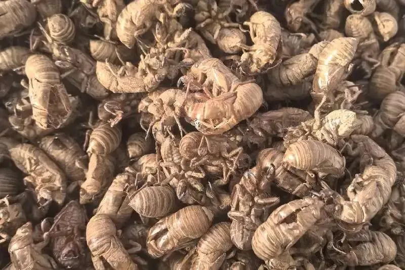 涨!涨!涨!药材市场涨声不断,涨价品种持续增加