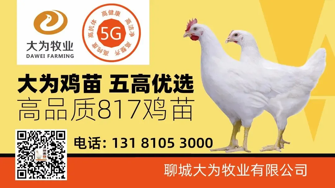 鸡价僵持,人心焦灼——817市场陷入“钝刀割肉”困局!-3月29日817小白鸡价格-817资讯