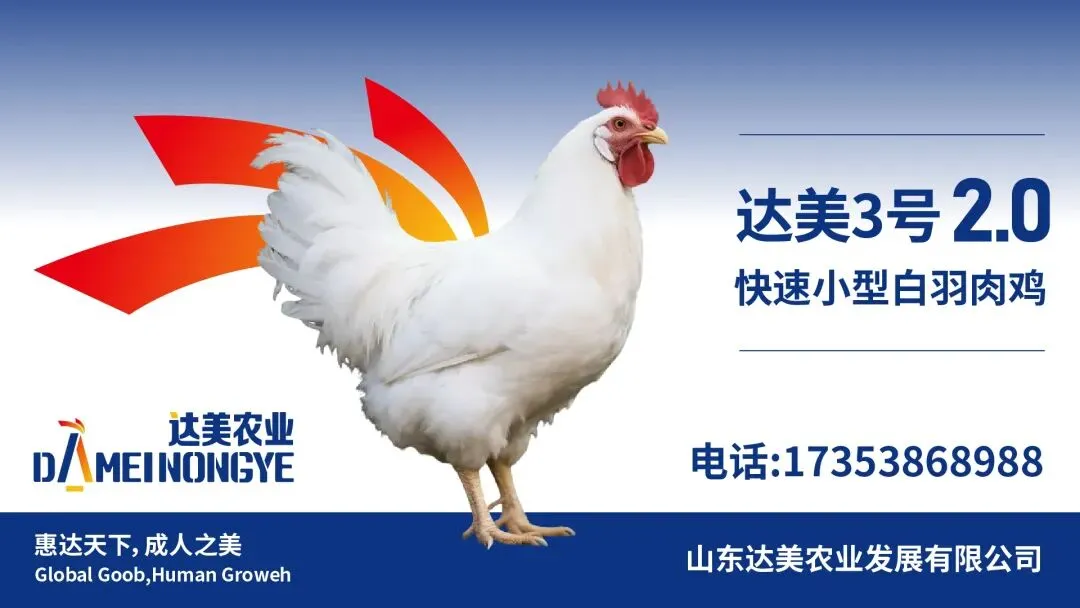 鸡价僵持,人心焦灼——817市场陷入“钝刀割肉”困局!-3月29日817小白鸡价格-817资讯