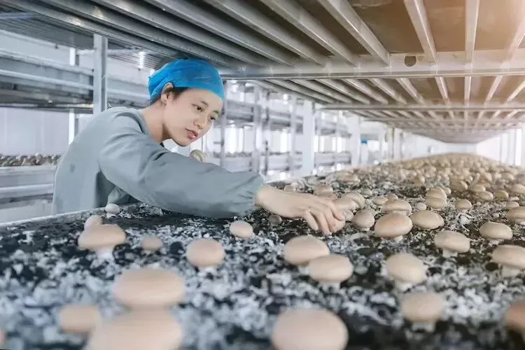 蘑菇农夫(高海龙)的营销历程和食用菌新产品推广案例分享