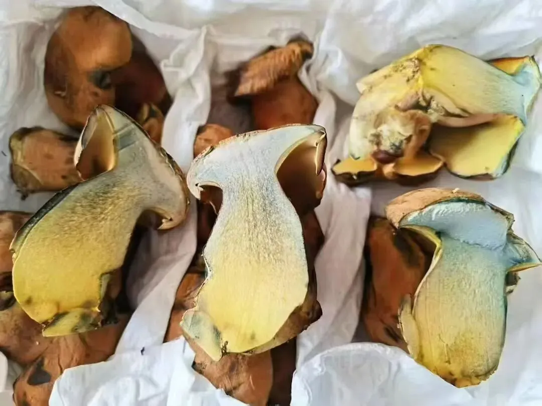 蘑菇农夫(高海龙)的营销历程和食用菌新产品推广案例分享