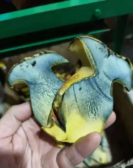 蘑菇农夫(高海龙)的营销历程和食用菌新产品推广案例分享