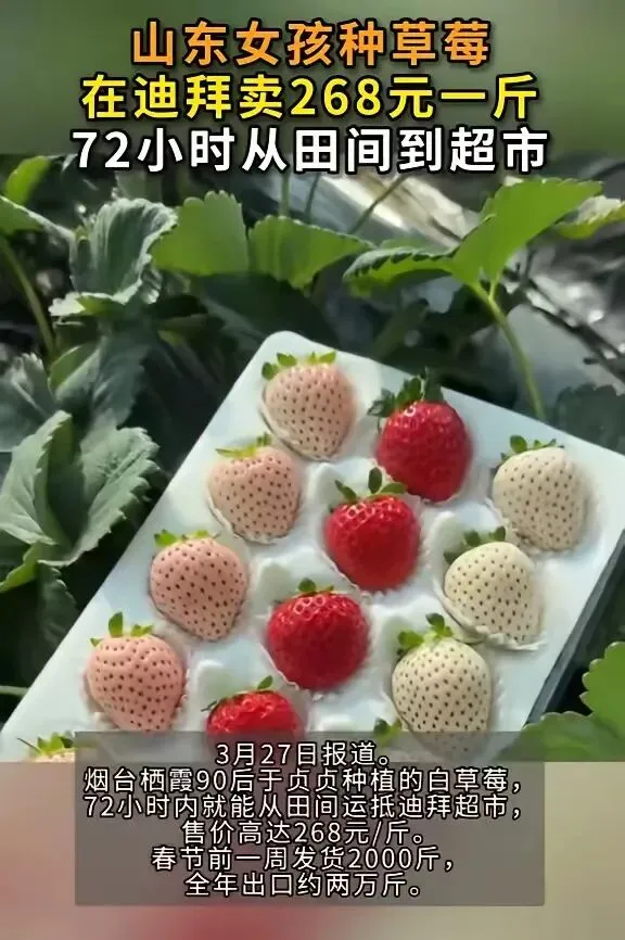 90后姑娘不满足国内市场,把草莓卖到迪拜,一斤268元还供不应求