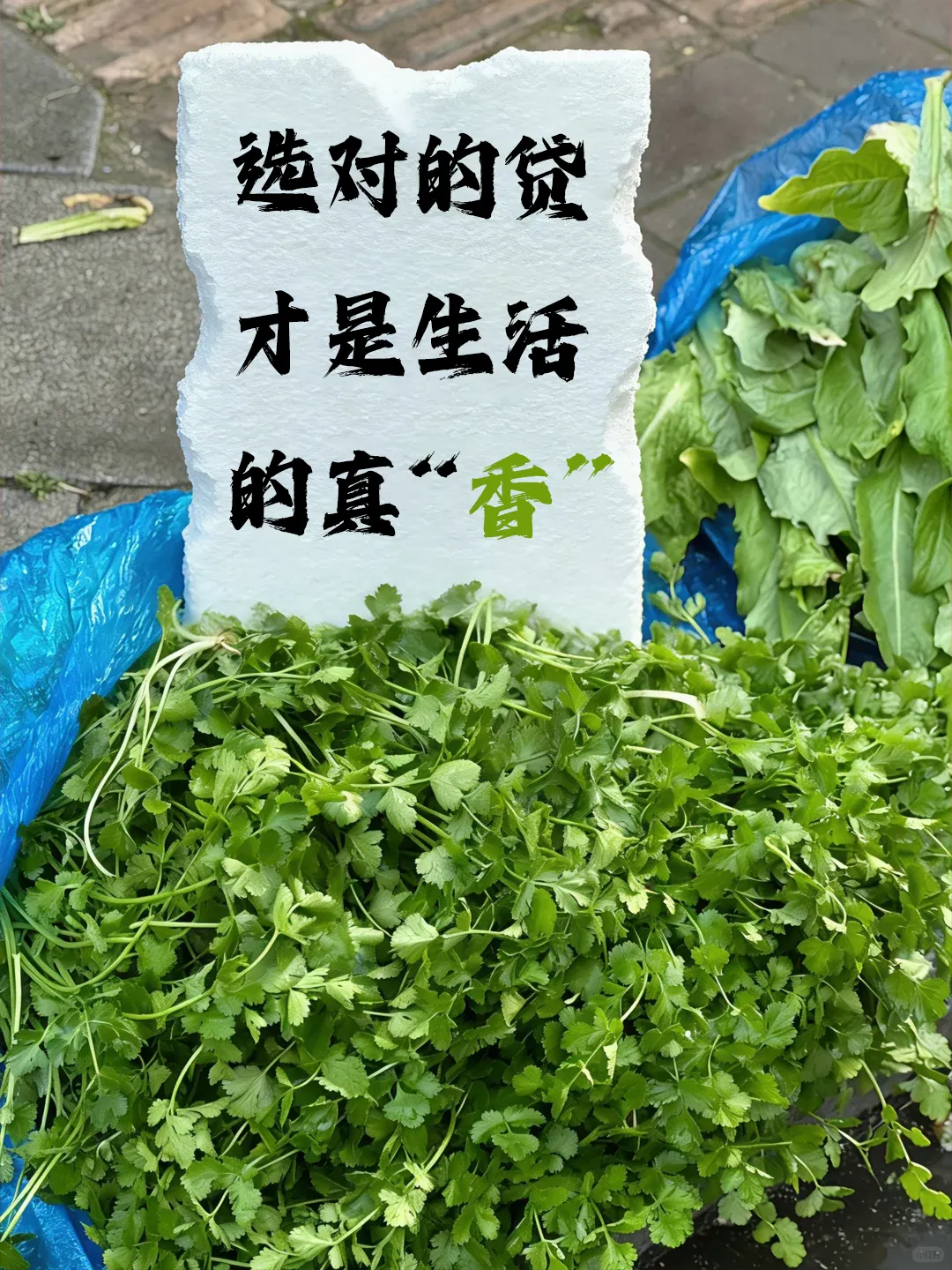 从春菜谐音梗到助贷营销:这波 “菜” 言 “菜” 语文案,直接用(下)